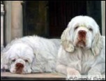 Clumber Spaniel by Stuart Mallard