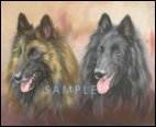 Belgian Shepherd by Stuart Mallard