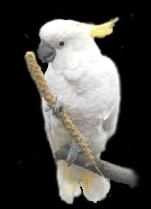 Cockatoo