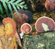 Moss on Tree - Rainforests Queensland