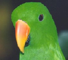 Parrot