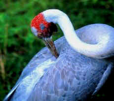 the brolga bird