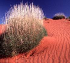 The vivid colours of the desert