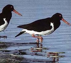 Pied Oyster Catcher - Tasmania