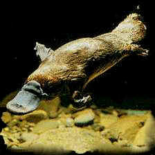 Platypus