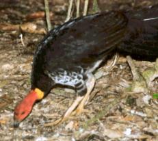 Brush Turkey