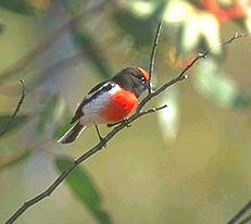 Red-capped Robin