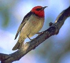 Scarlet Honeyeater