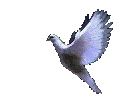 Dove