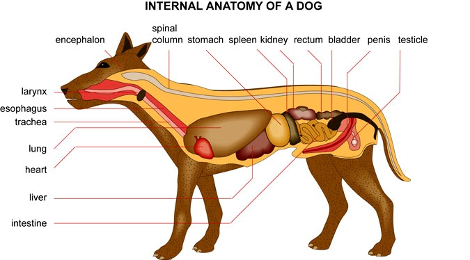 Internal anatomy of a Dog