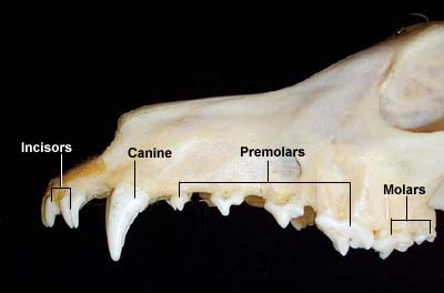 Maxillary Arcade - lateral view