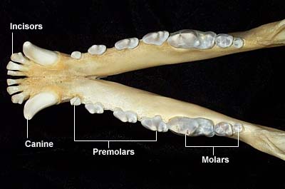 Mandibular Arcade